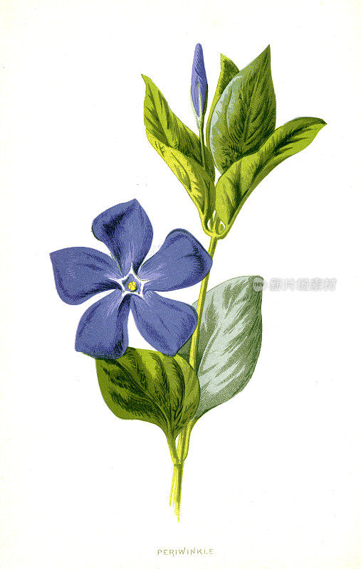 长春花- 19世纪爱德华·休姆绘制的维多利亚时期的植物